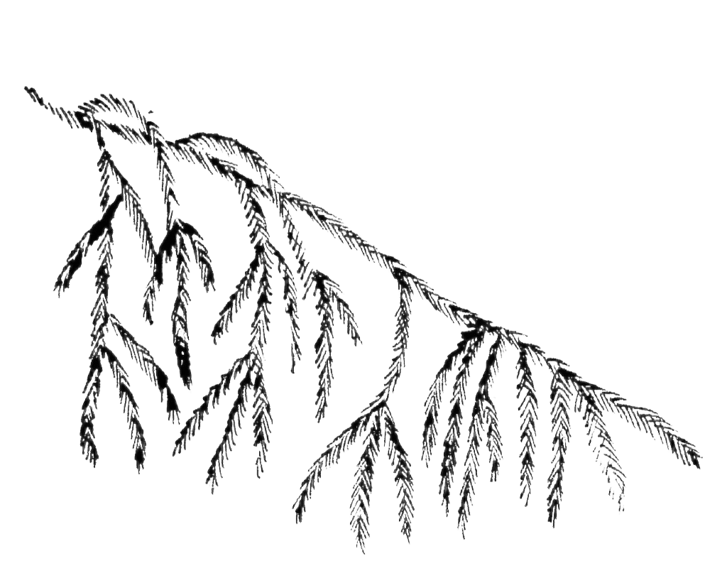 Branche de résineux – élagage et entretien d'arbres à Foix, Ariège