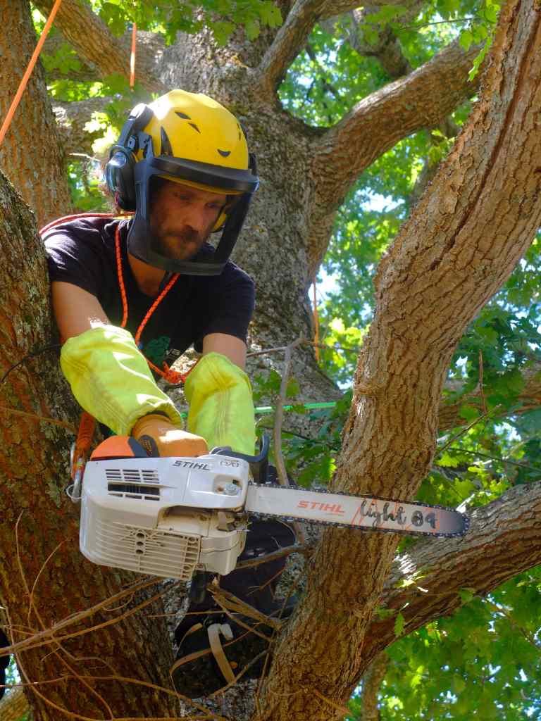 Taille et élagage d'arbre en hauteur – Arbolino Élagage, Ariège