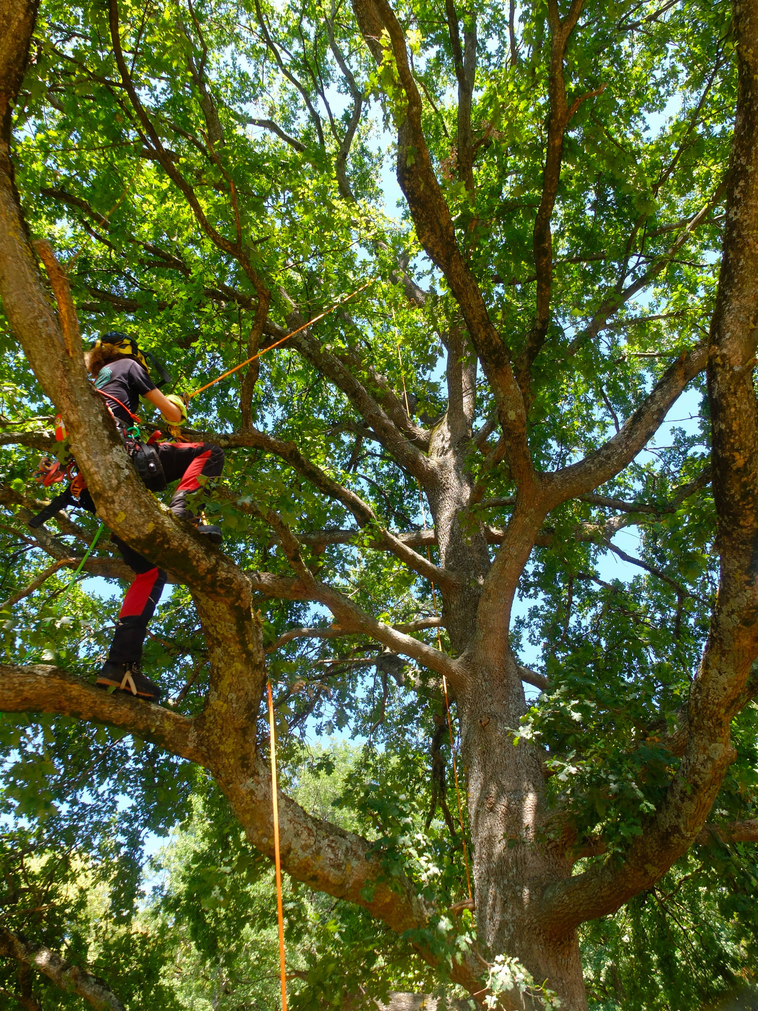 Vue d'arbre après élagage – Arbolino Élagage, Haute-Garonne