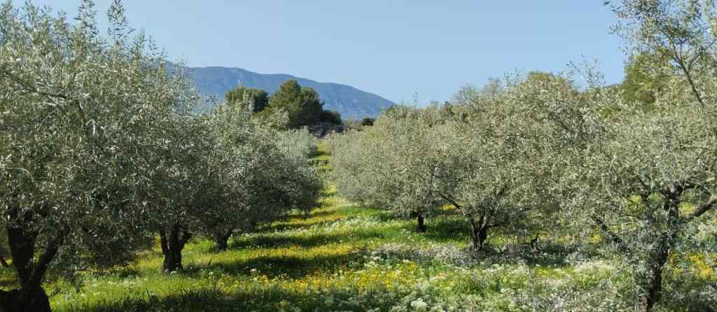 Taille fruitière – Arbolino Élagage, Foix, Ariège, Haute-Garonne